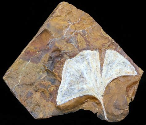 ginkgo fossil for sale.